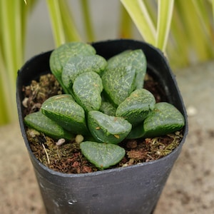 Haworthia Kaleidoscope - Succulent