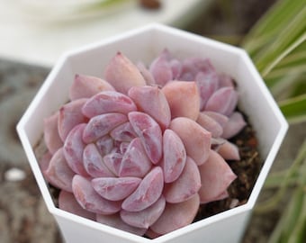 Echeveria Azúcar Cristal-Suculenta