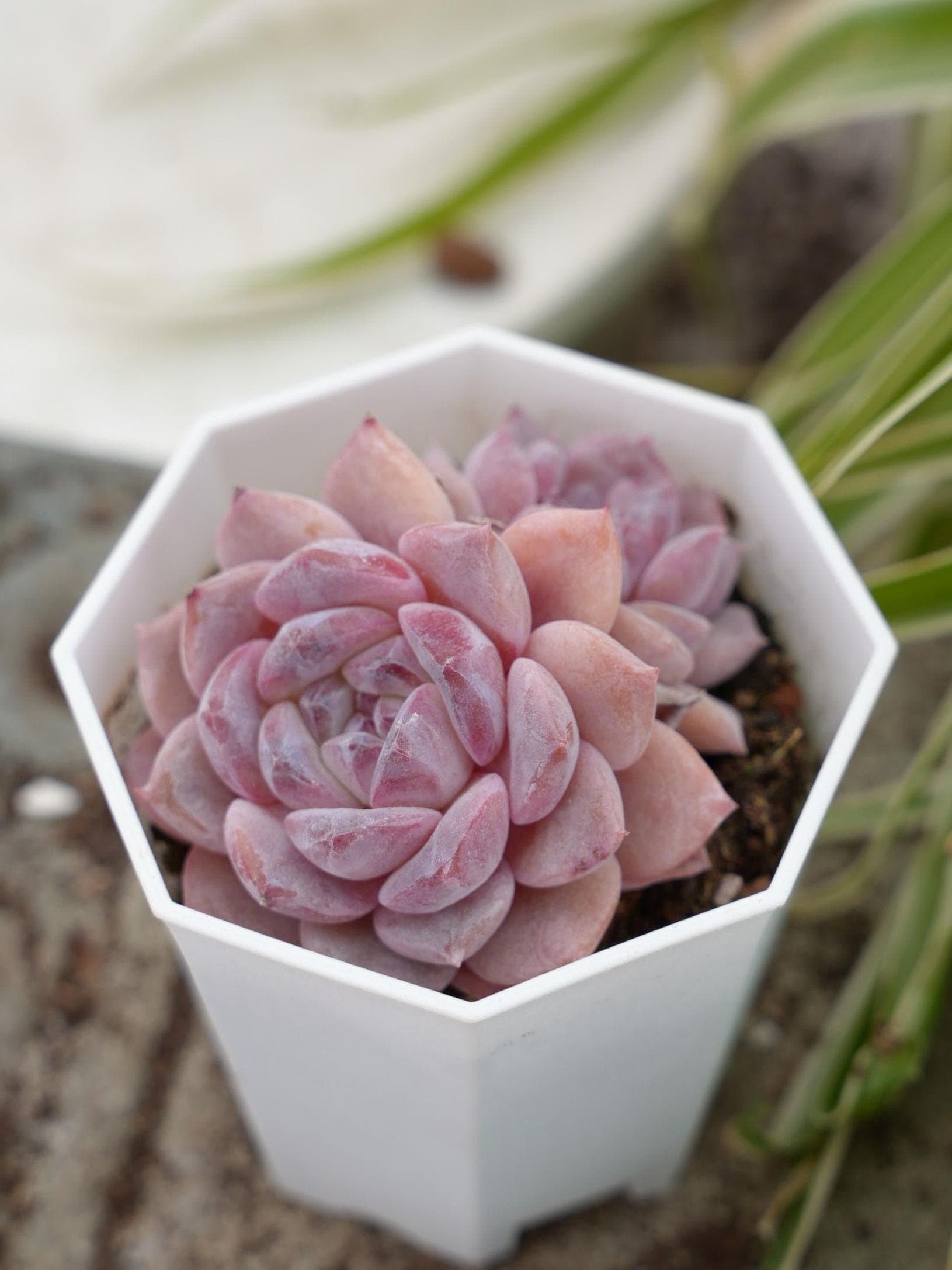 エケベリア シュガークリスタル多肉植物 - Etsy 日本