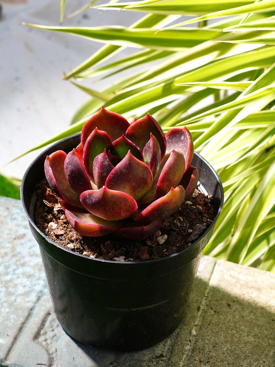 エケベリア レッドライト多肉植物 - Etsy 日本