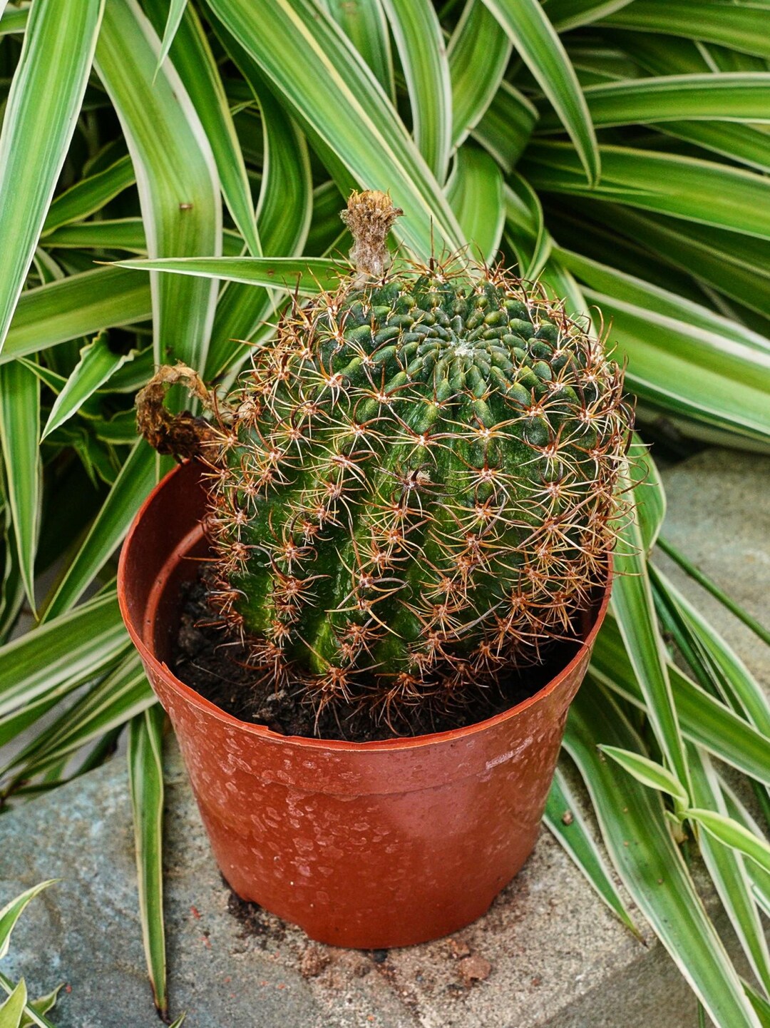 Cactus Lobivia Peony - Rare Cacti, Cactus Plants Live - Etsy