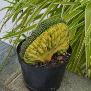 Gymnocalycium Cristata Variegated - Rare Boobie Cactus, Mothers Day Gift, Myrtillocactus Geometrizans Fukurokuryuzinboku