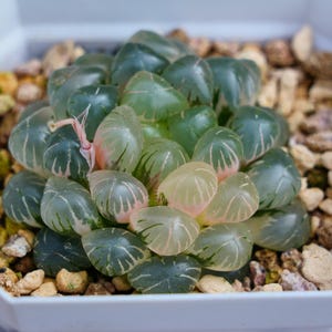 Haworthia Cooperi Ice Lantern Variegated - Succulent