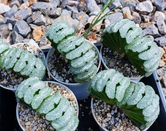 Haworthia Truncate Yuji - Succulent - Etsy