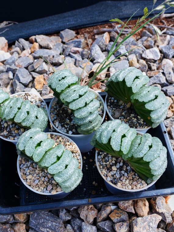 Haworthia Truncate Yuji - Succulent - Etsy