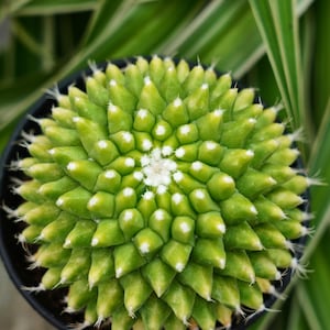 Cool cactus - Etsy.de