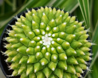 Cactus Ice Cream - Rare Cacti, Cactus Plants Live