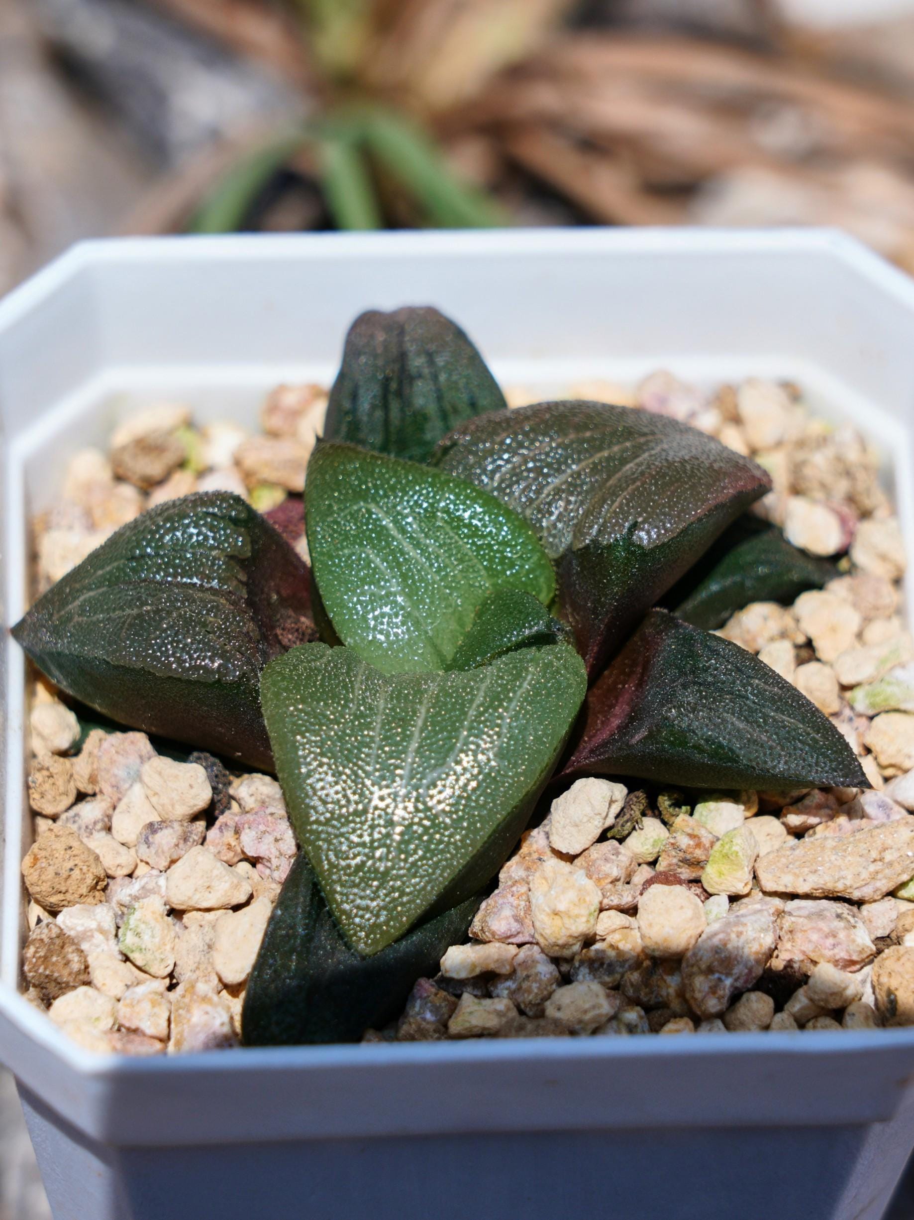 Etrarium/エトラリウム　HAKUGEI Haworthia Correcta Tenmangu Shrine - Succulent - Etsy