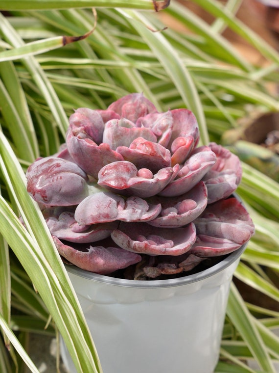 エケベリア レインドロップ 斑入り多肉植物 - Etsy 日本