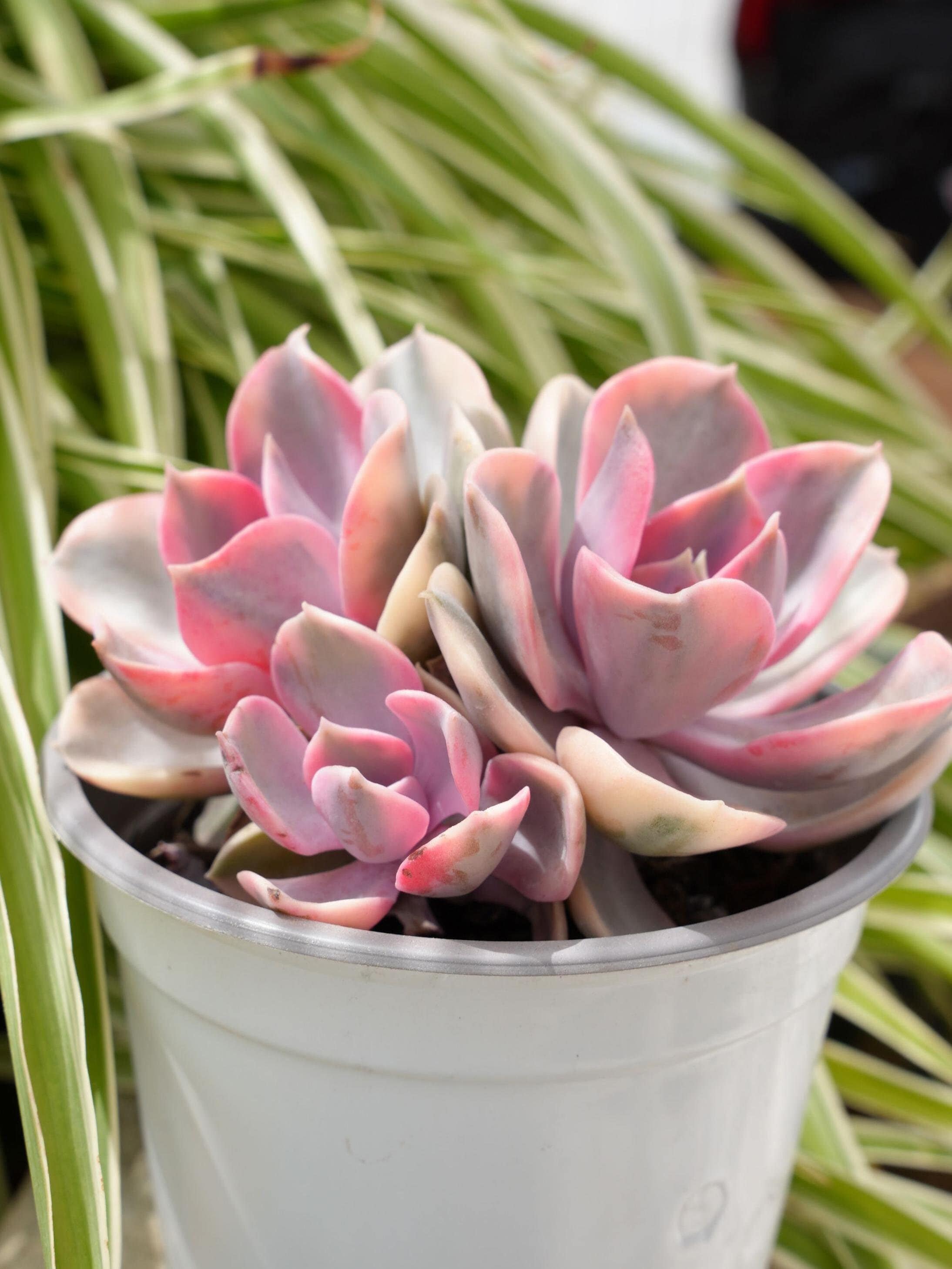 Echeveria Rainbow-succulent - Etsy