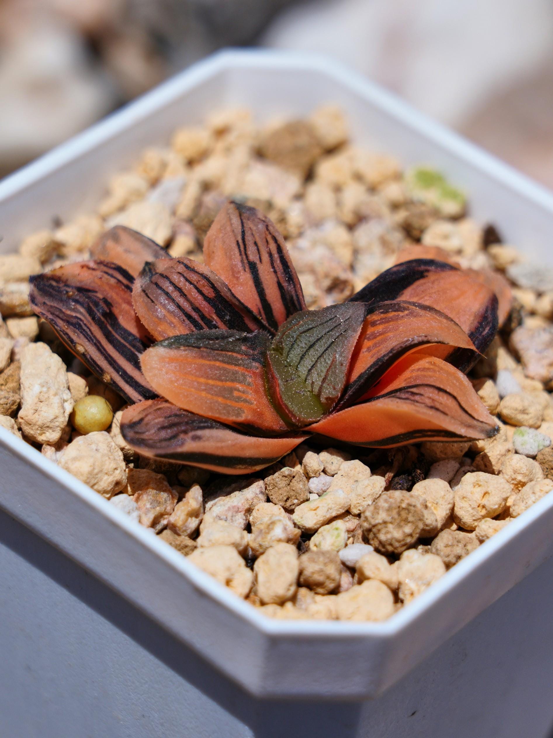 Haworthia Pygmaea Night Forest Variegated - Succulent - Etsy