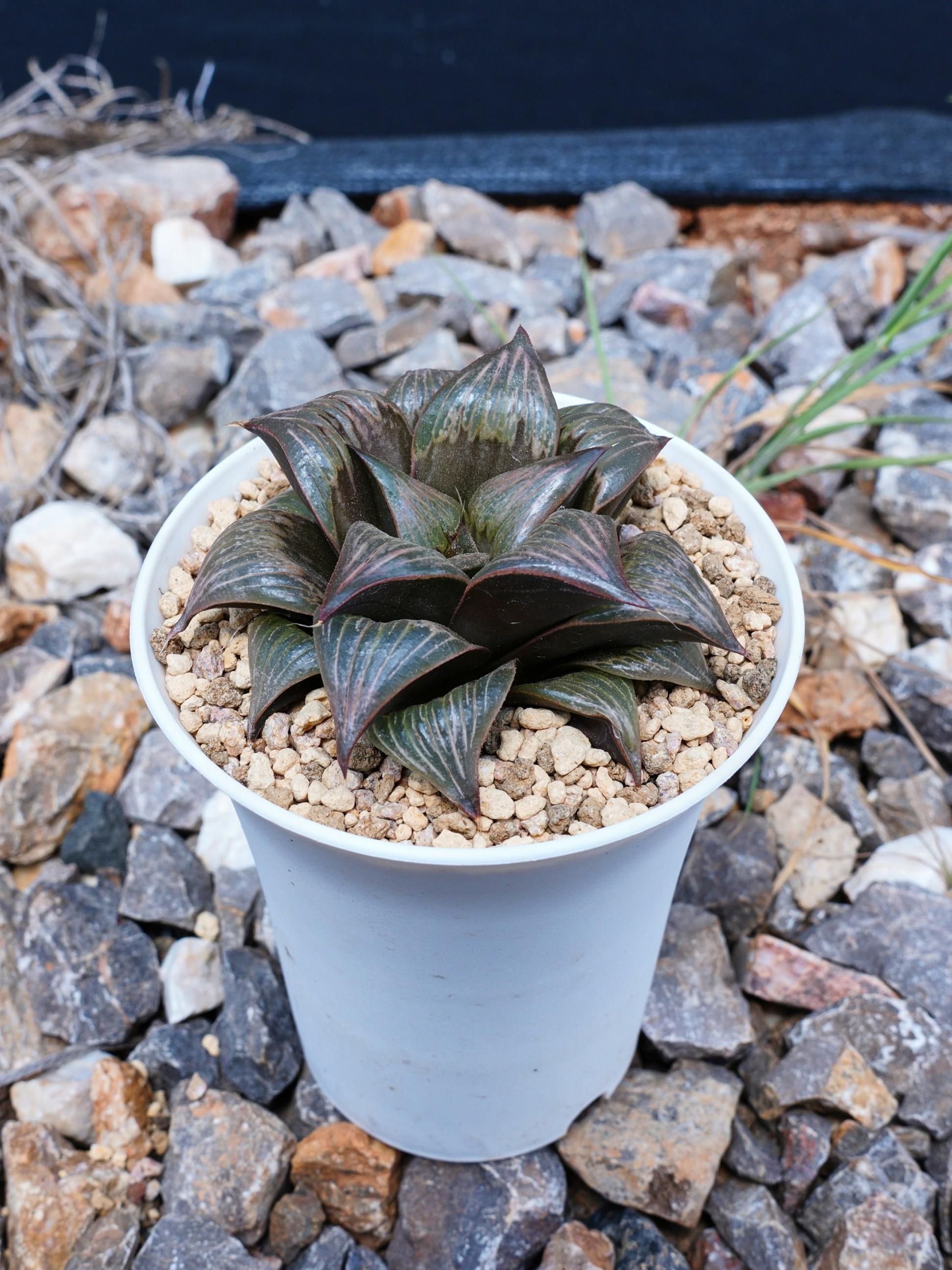 ピンキー ハオルチア | バディア 多肉植物 多肉植物ハオルチア GALLERY
