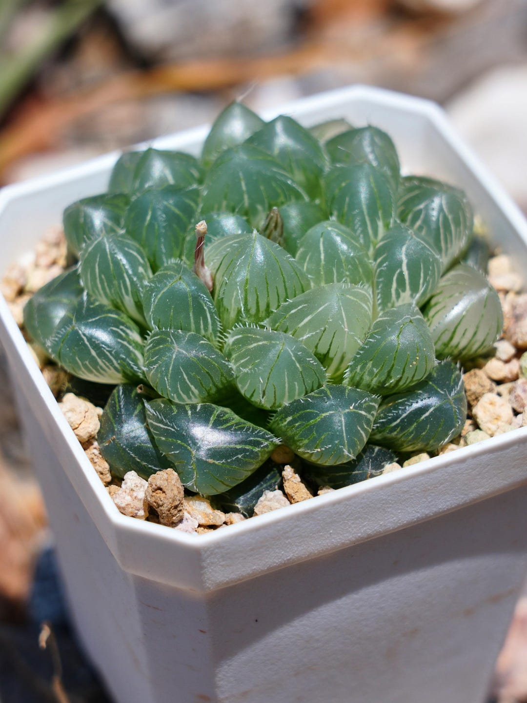 Haworthia Comptoniana Isatis - Succulent - Etsy