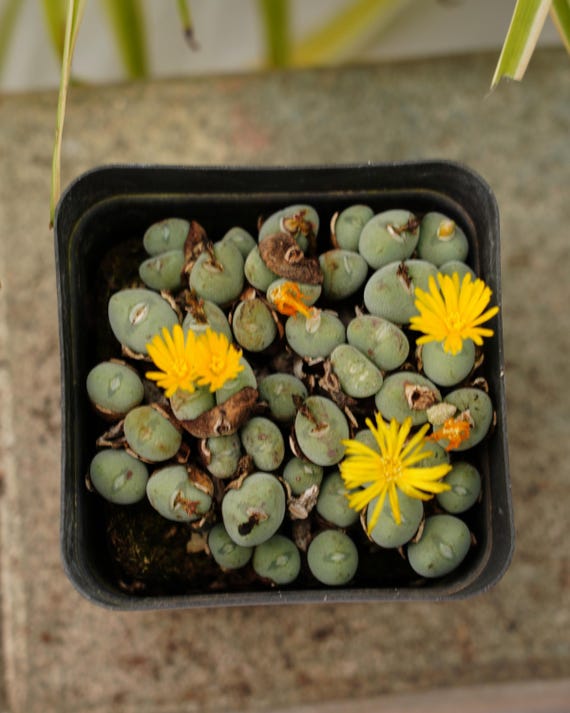 Conophytum Luiseae - Succulent - Etsy