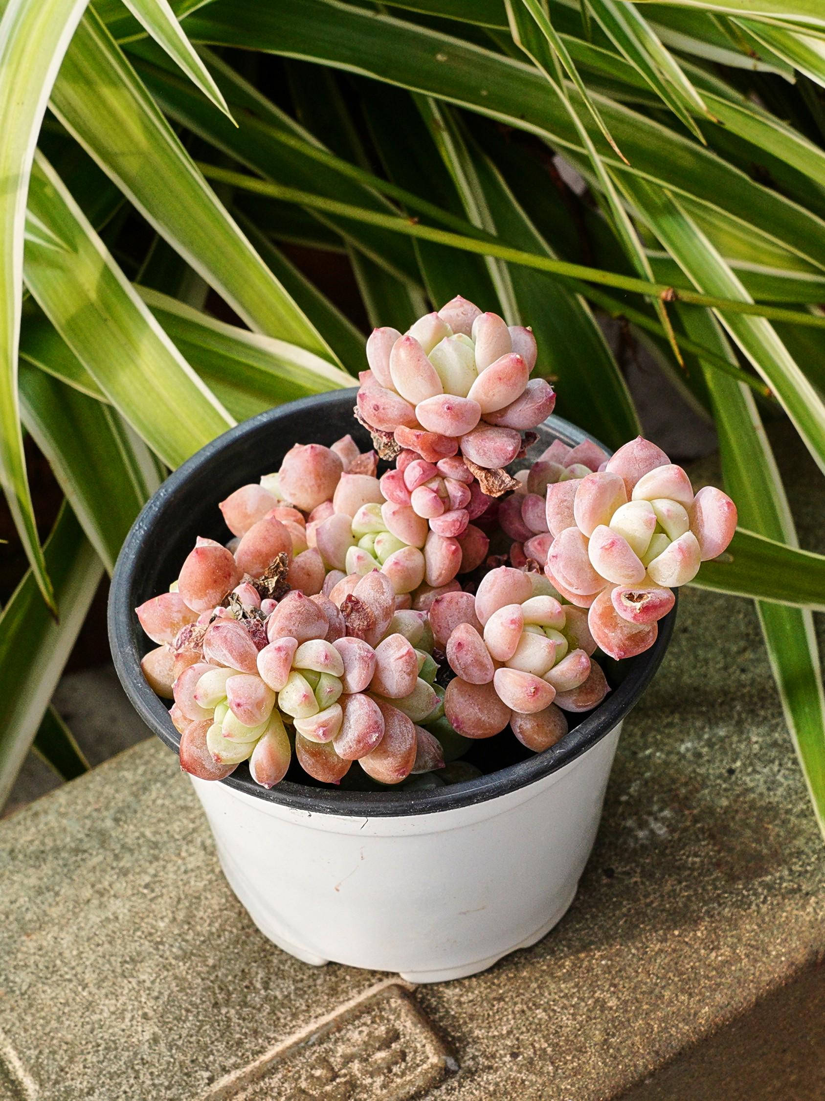 Echeveria Senbonzakura - Rare Succulents, Cactus Plants Live