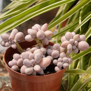 Pachyphytum Pink Lovers-Succulent