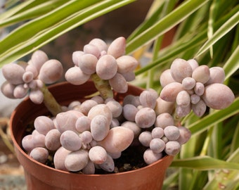 Pachyphytum Pink Lovers-Succulent
