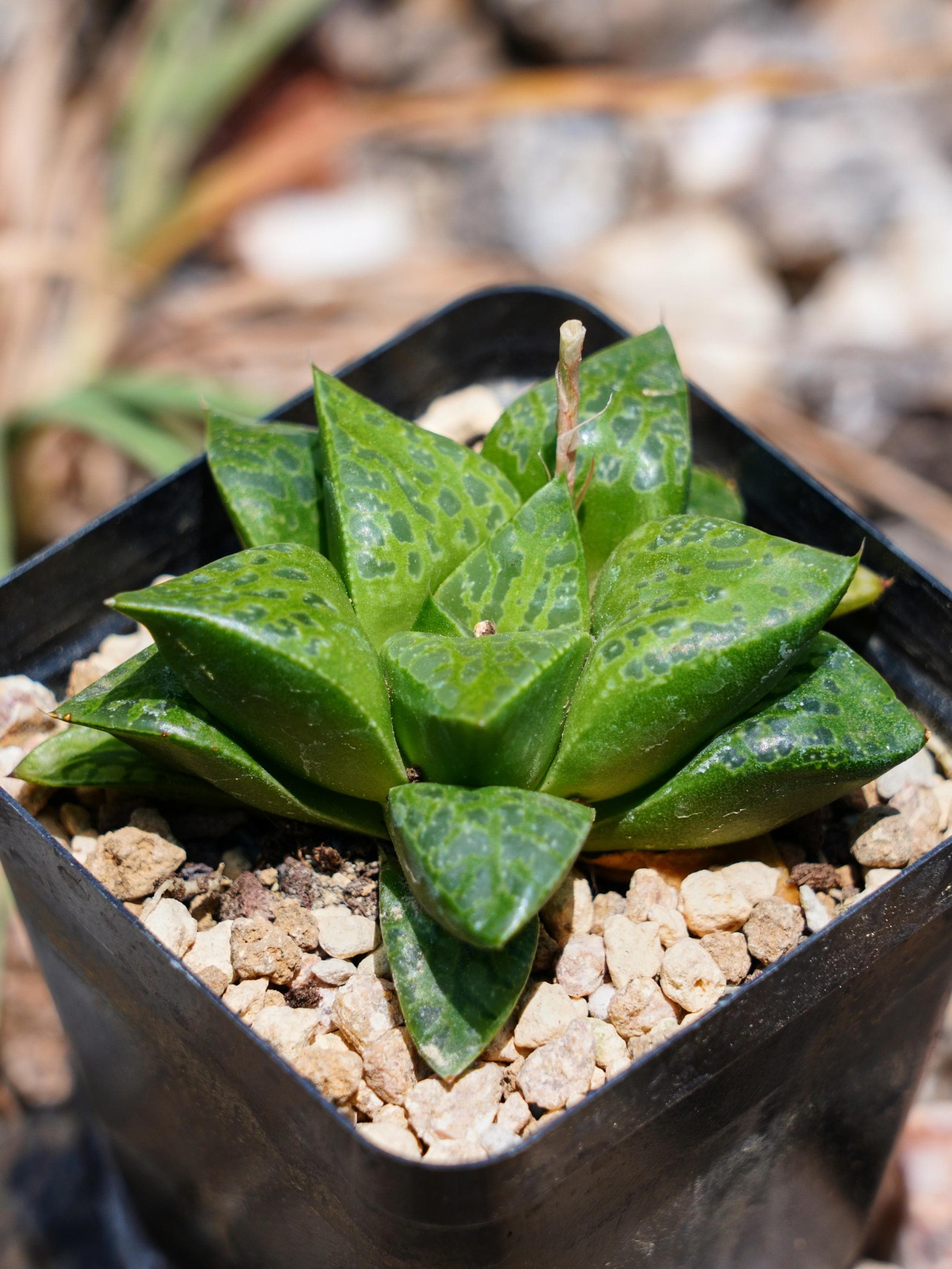 Haworthia Retusa Tutankhamun - Succulent - Etsy