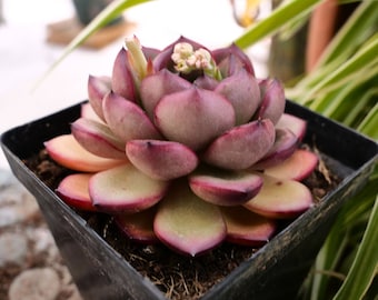 Echeveria MarlPolo-Medusae-Succulent