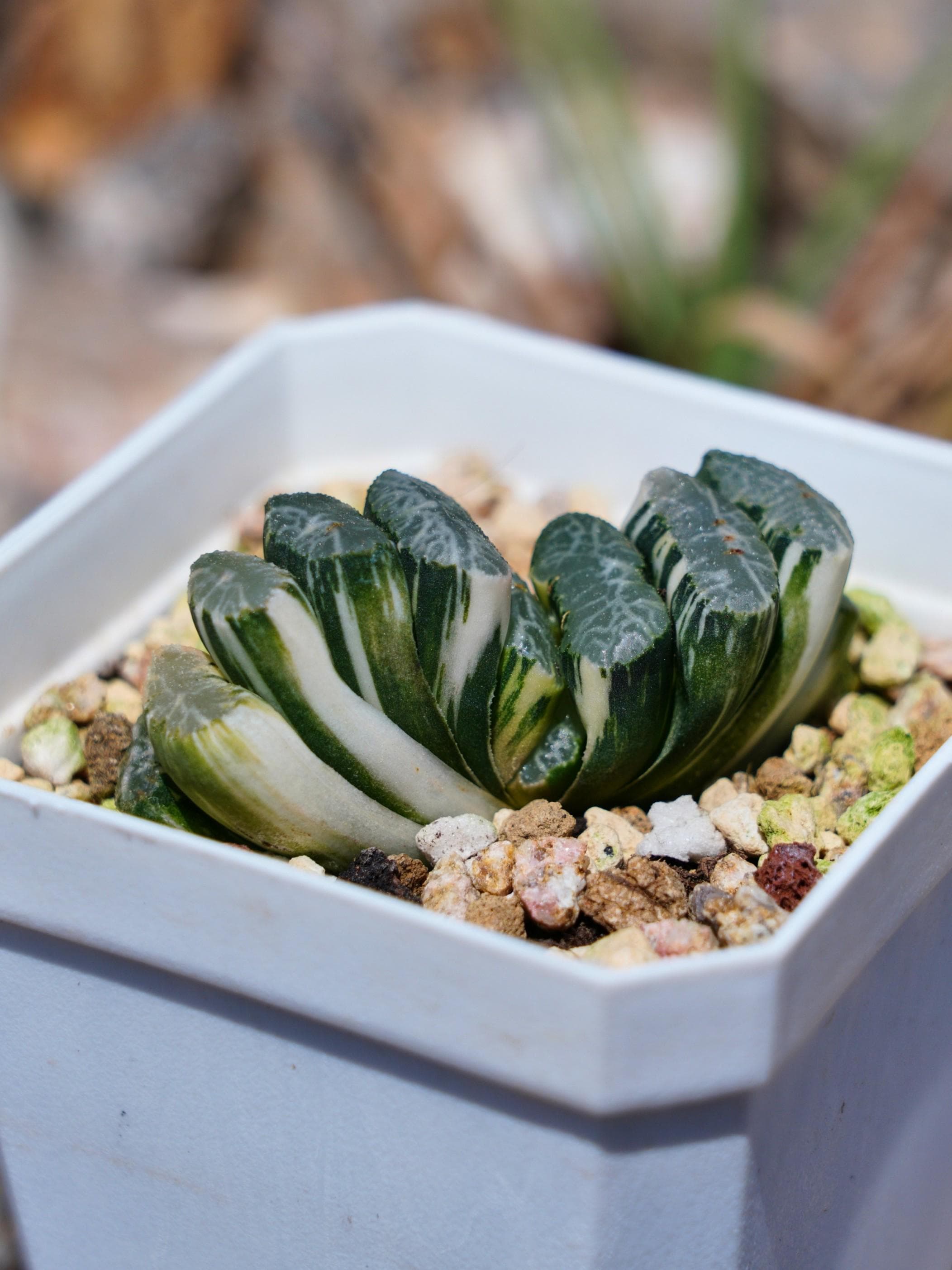 Haworthia Truncate Nazca Lines - Succulent - Etsy