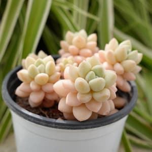 Puede incluir: Primer plano de una pequeña planta suculenta en maceta con hojas de color rosa claro y verde. La planta está en una maceta blanca con un borde negro.