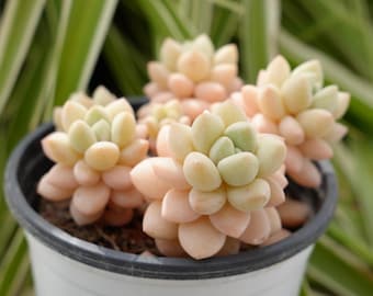 Bonbons succulents pachyphytum bulles