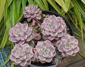 エケベリア プリティ イン ピンク 斑入り - 多肉植物 - Etsy 日本