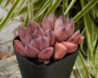 Echeveria Scorching Sun Red-Succulent