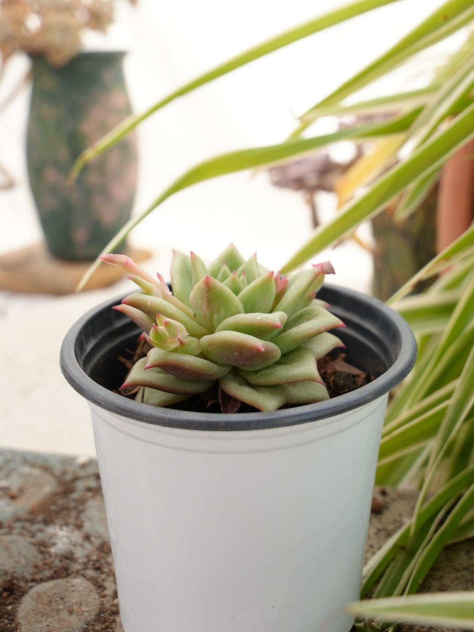 エケベリア リンカーン マリア - 多肉植物 - Etsy 日本