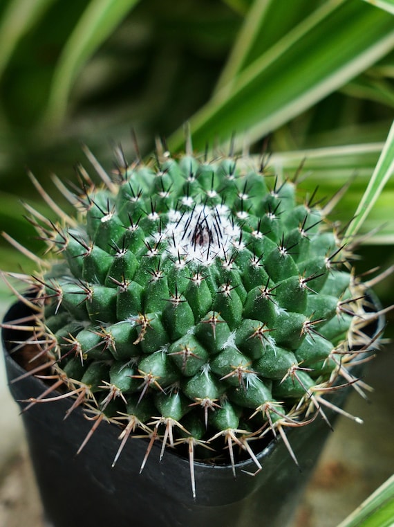 Mammillaria Bucareliensis - Rare Cacti, Cactus Plants Live