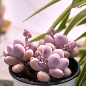 Graptopetalum Amethystinum Lavender Pebbles-Succulent image 2