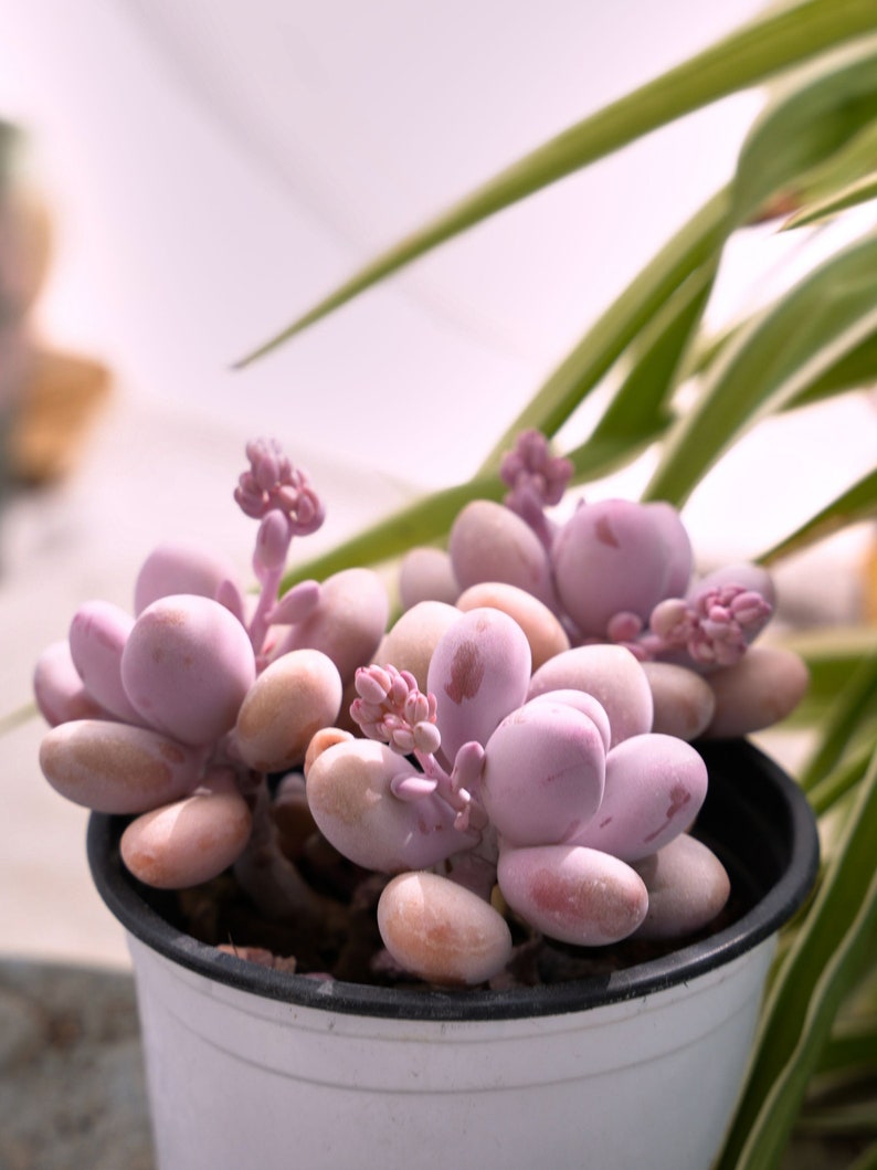 Graptopetalum Amethystinum Lavender Pebbles-Succulent image 2