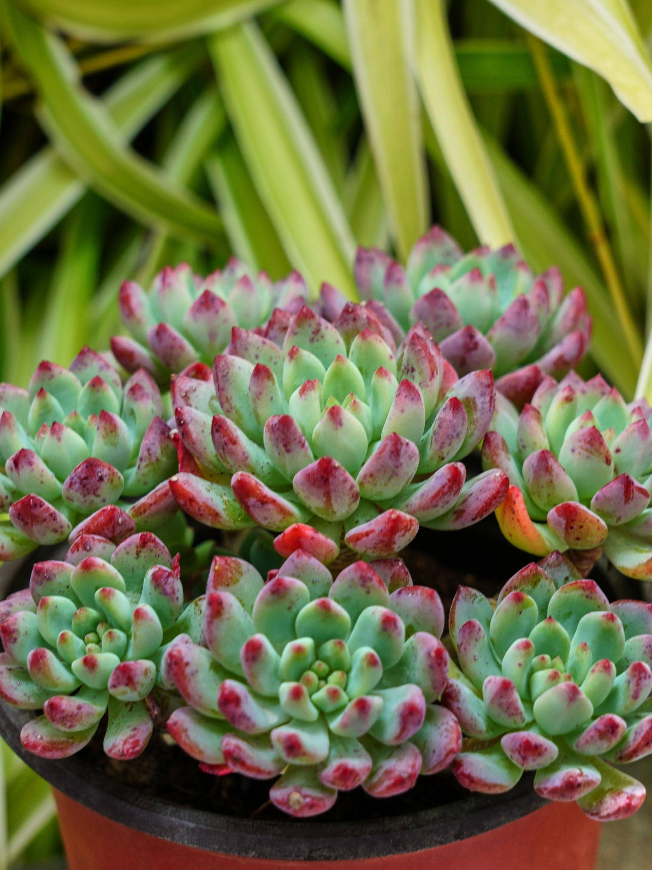 エケベリア ブルーアップル - 多肉植物 - Etsy 日本