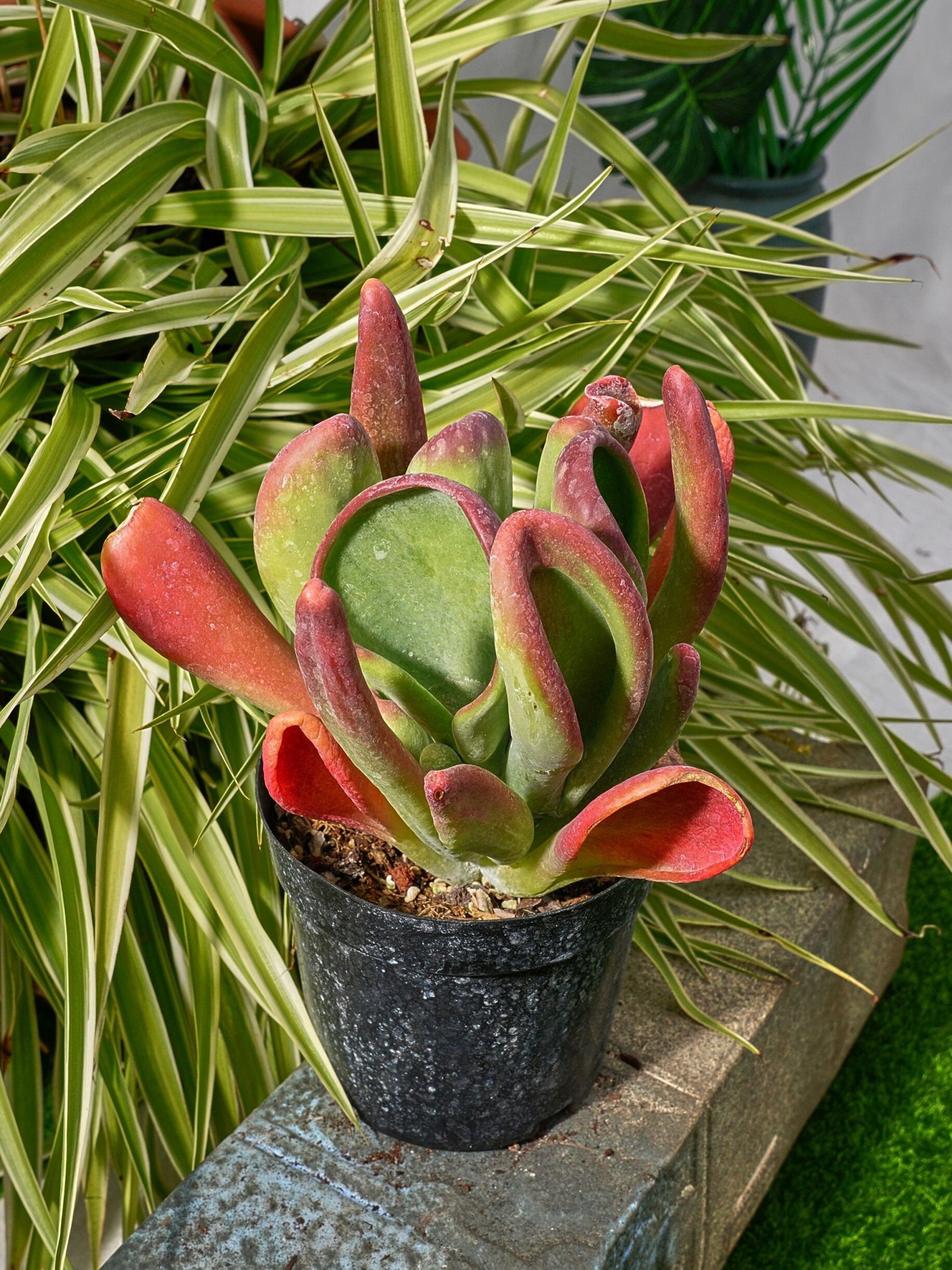 Kalanchoe Firefox-succulent - Etsy Denmark