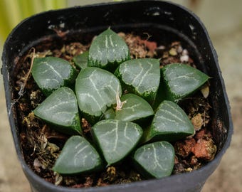 ハオルチア月影ムーンシャドウ - 多肉植物 - Etsy 日本