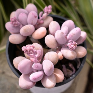 Graptopetalum Amethystinum Lavender Pebbles-Succulent image 4