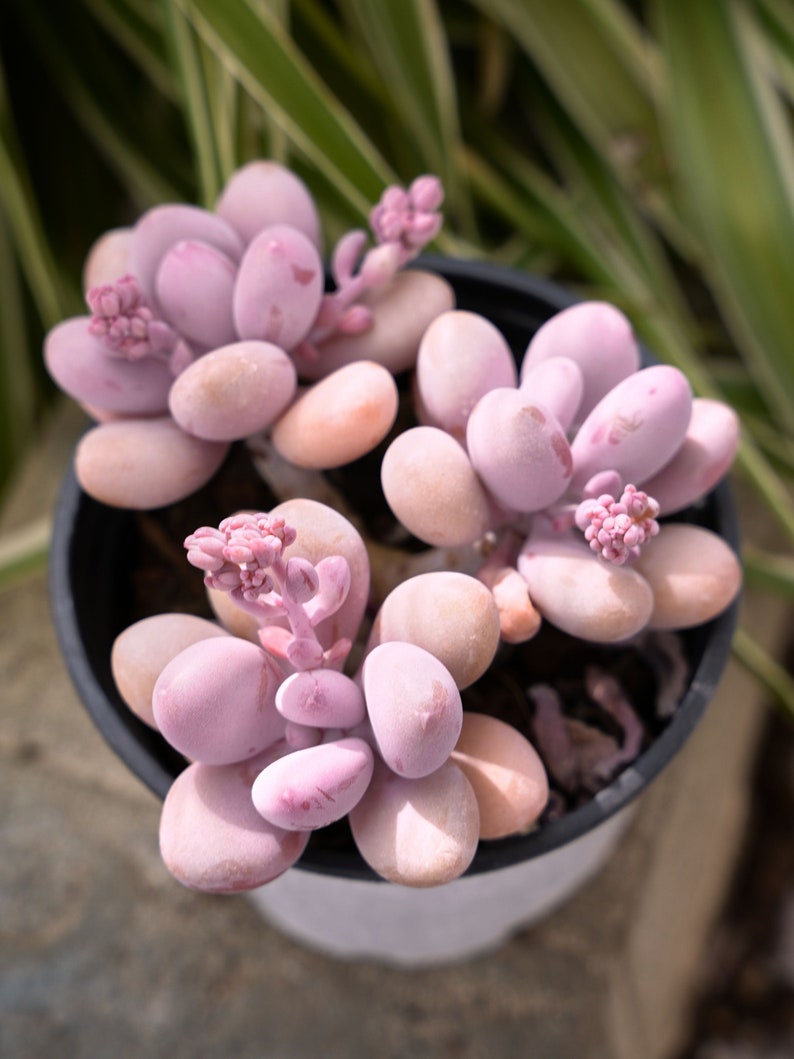 Graptopetalum Amethystinum Lavender Pebbles-Succulent image 4