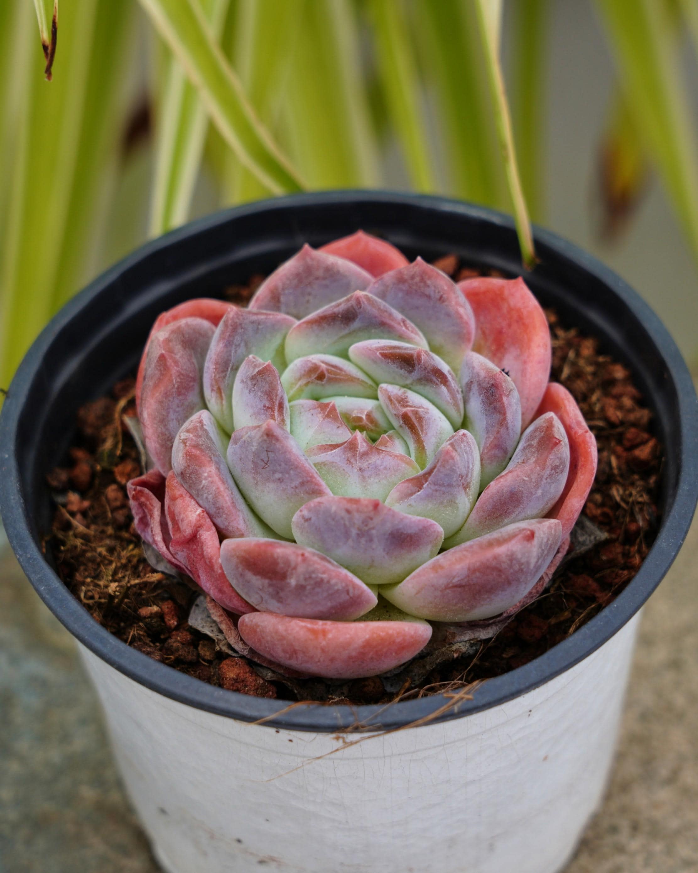 エケベリア アイスソウル - 多肉植物 - Etsy 日本