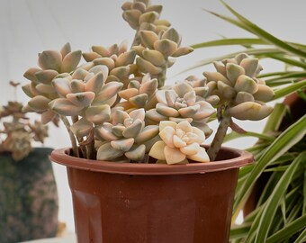 knstliche palme Knstliche Palmen kaufen | Knstliche Mini-Palme