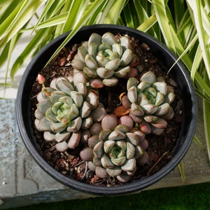 Graptoveria améthorum - succulente