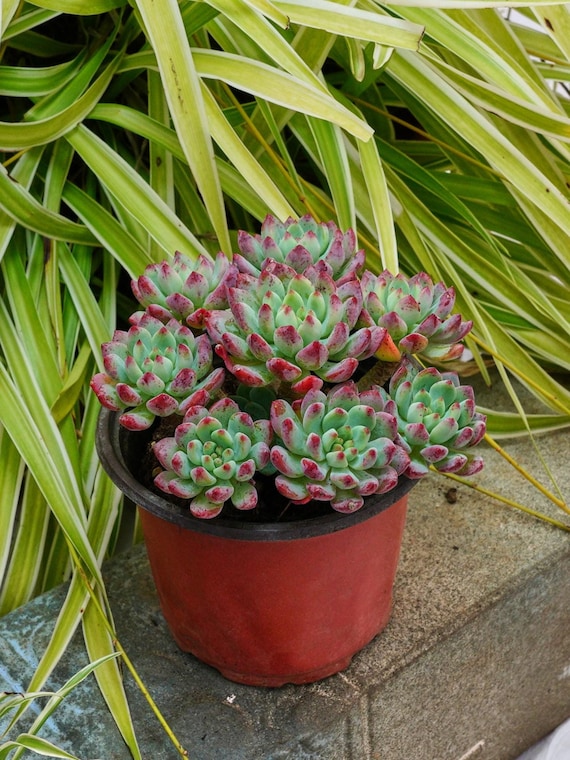 エケベリア ブルーアップル - 多肉植物 - Etsy 日本