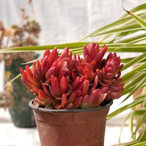 Crassula Capitella kampvuur-vetplant