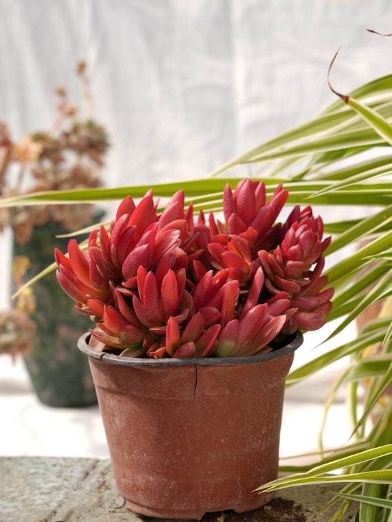 Crassula Capitella Campfire-succulent - Etsy Israel