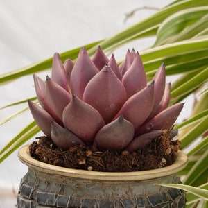 Echeveria Agavoides Romeo-Succulent