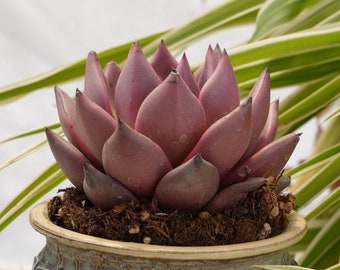 Echeveria Agavoides Romeo-Succulent