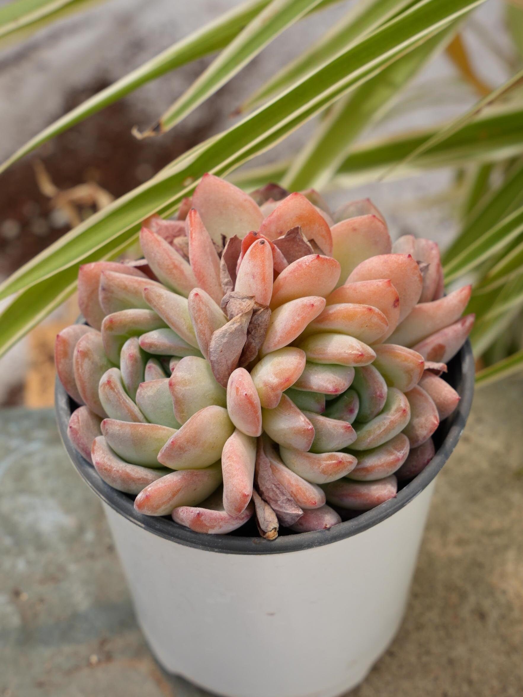 エケベリア スターマーク - 多肉植物 - Etsy 日本