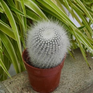 Parodia Scopa Albispinus - Rare Boobie Cactus, Mothers Day Gift, Myrtillocactus Geometrizans Fukurokuryuzinboku