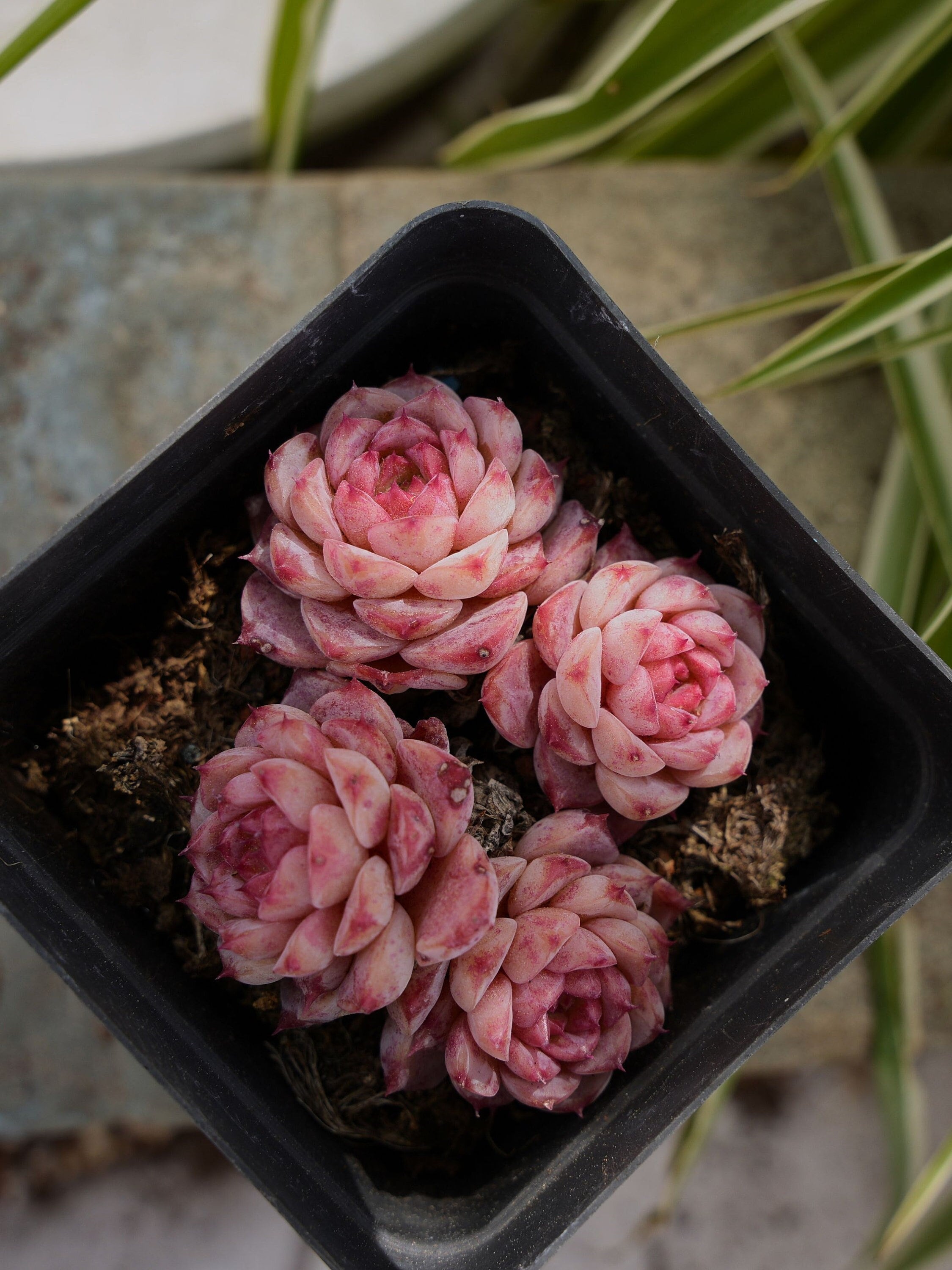 エチベリア ブルー ピーコック - 多肉植物 - Etsy 日本