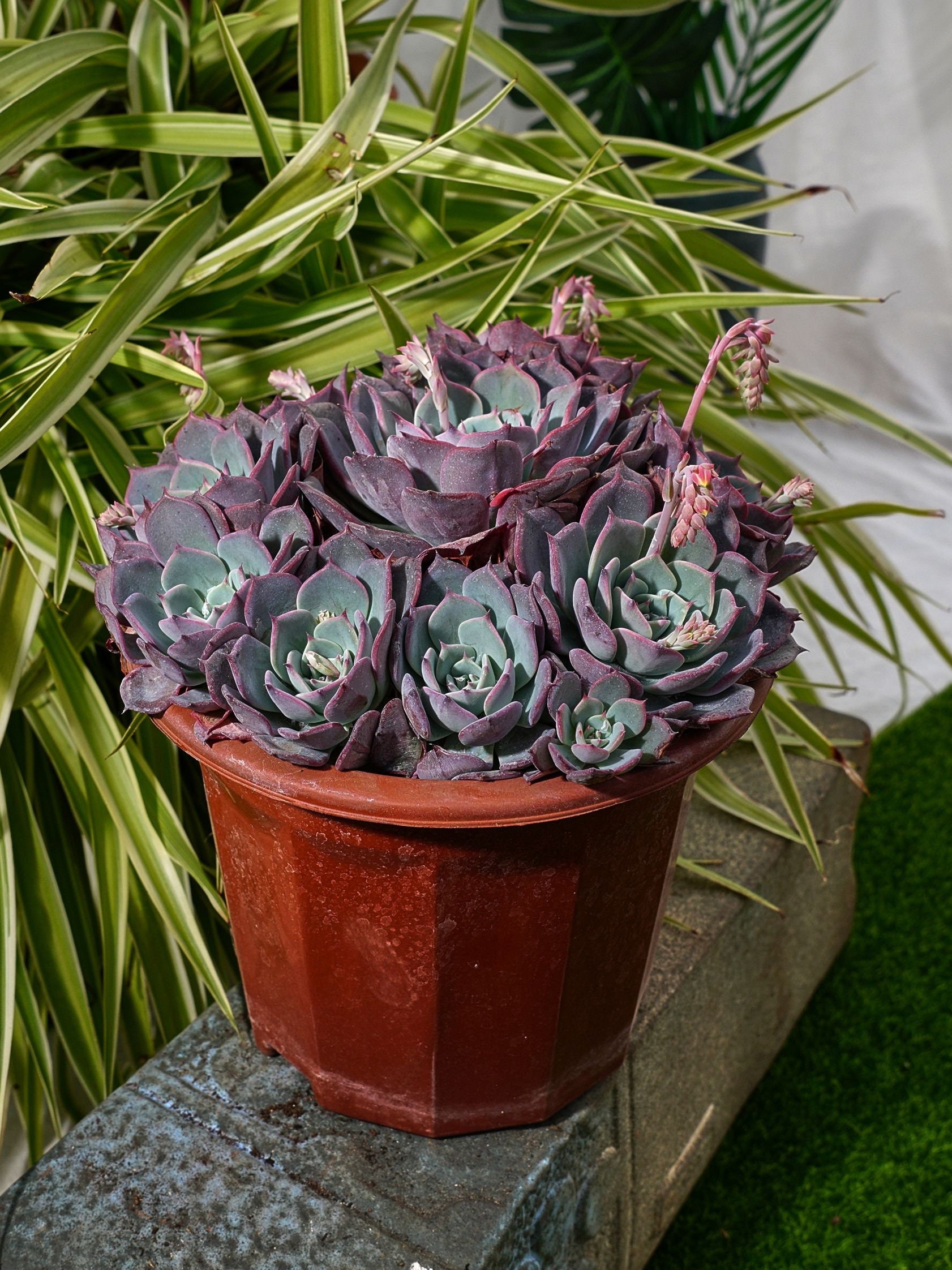 Echeveria laulensis - Etsy 日本
