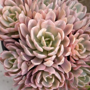 Echeveria Hoveyi Variegated-Succulent image 4